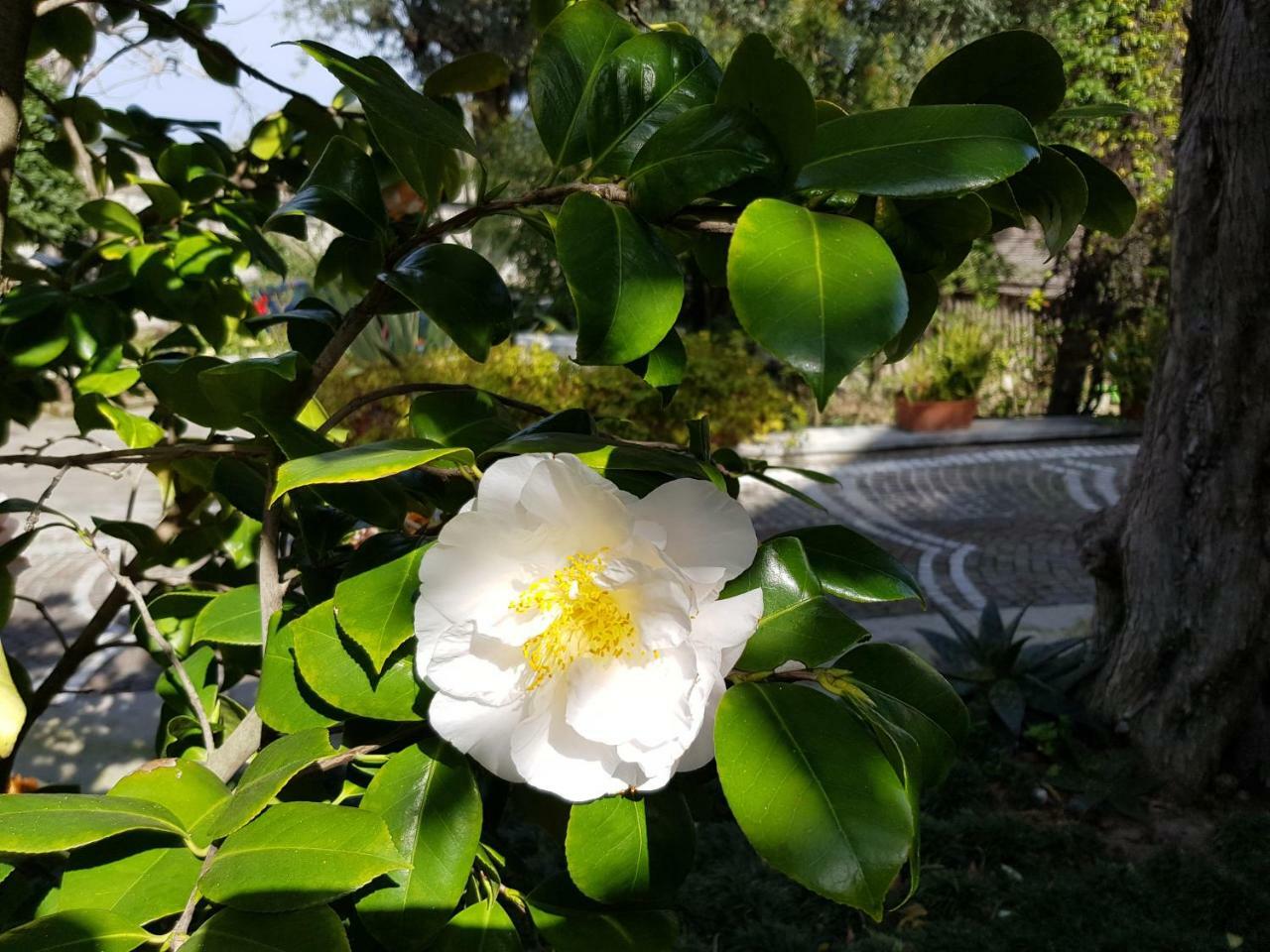 Villa Kalimera Sorrento Bagian luar foto